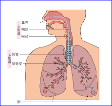 呼吸器内科